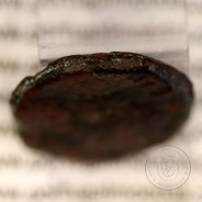 Roman coin of Augustus, AE Semis of Colonia Patricia, Hispania, Legend:  PERM. CAES AVG/ COLONIA PATRICIA, RPC 130, Burgos 1992