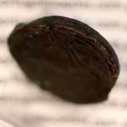 Augustus,  Semis Æ coin of Hispania city Carteia, (27 a.C. a 14 d.C.), Legenda: CARTEIA / D.D., RPC 122 Burgos 662